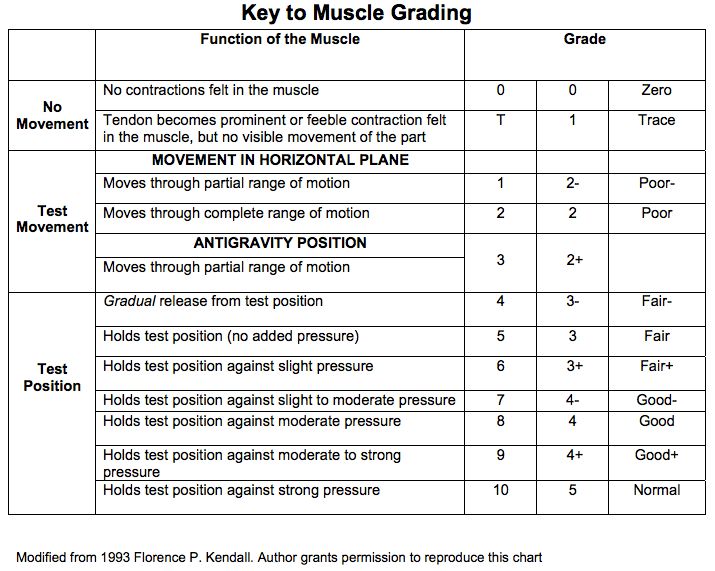 What is manual muscle testing